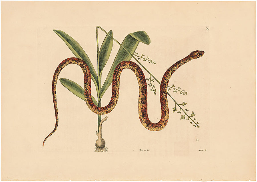 The Corn Snake // Rare Original Antique Print by Mark Catesby 1754, Vol. 2 Pl. 55