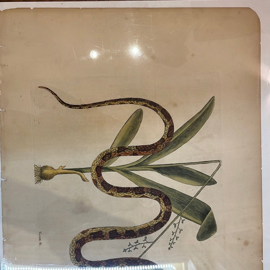 The Corn Snake // Rare Original Antique Print by Mark Catesby 1754, Vol. 2 Pl. 55